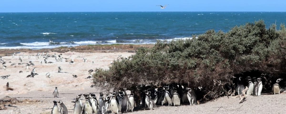 Colonia de pingüinos de Magallanes en Islote Lobos, Río Negro