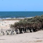 Colonia de pingüinos de Magallanes en Islote Lobos, Río Negro