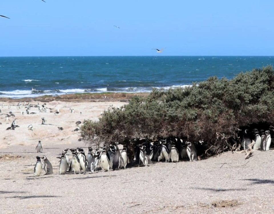 Colonia de pingüinos de Magallanes en Islote Lobos, Río Negro