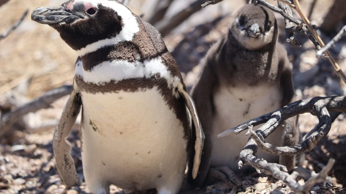 El pingüino de Magallanes es una de las especies emblemáticas de la costa atlántica argentina