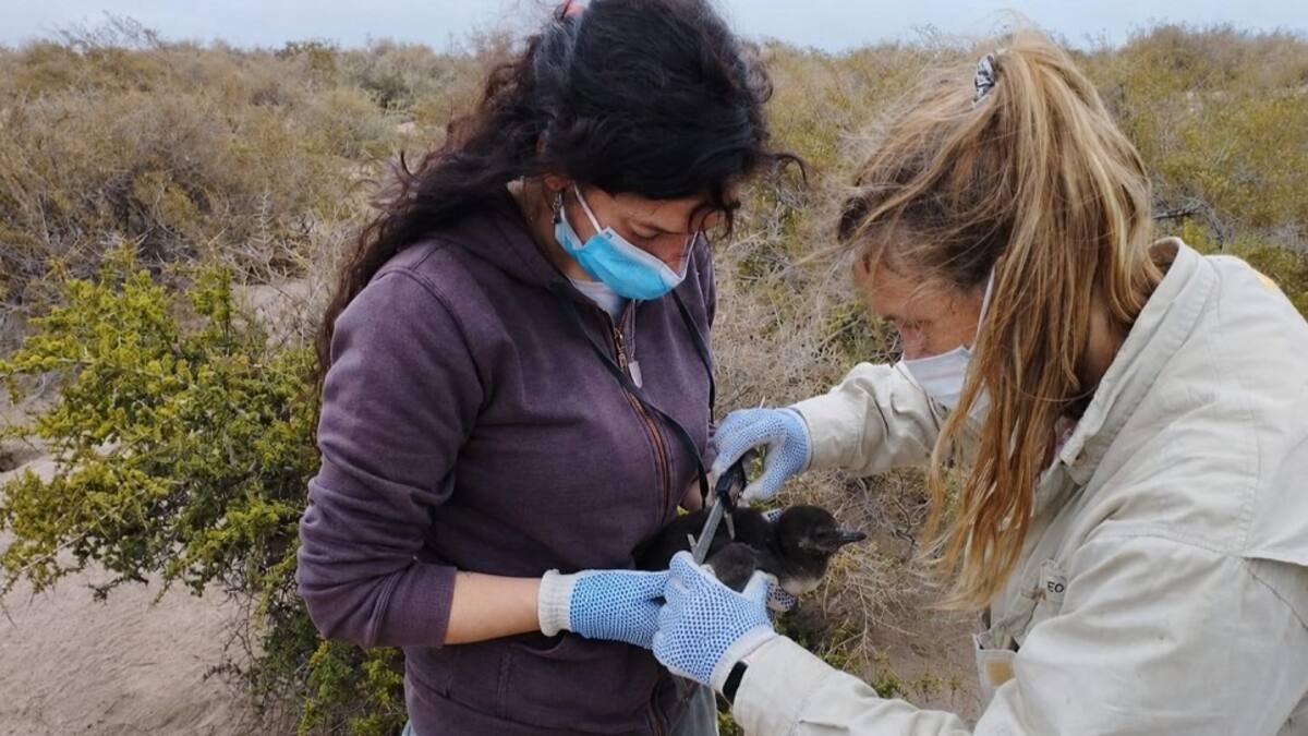 Jésica Hombre y su equipo relevaron datos en 65 colonias de pingüinos