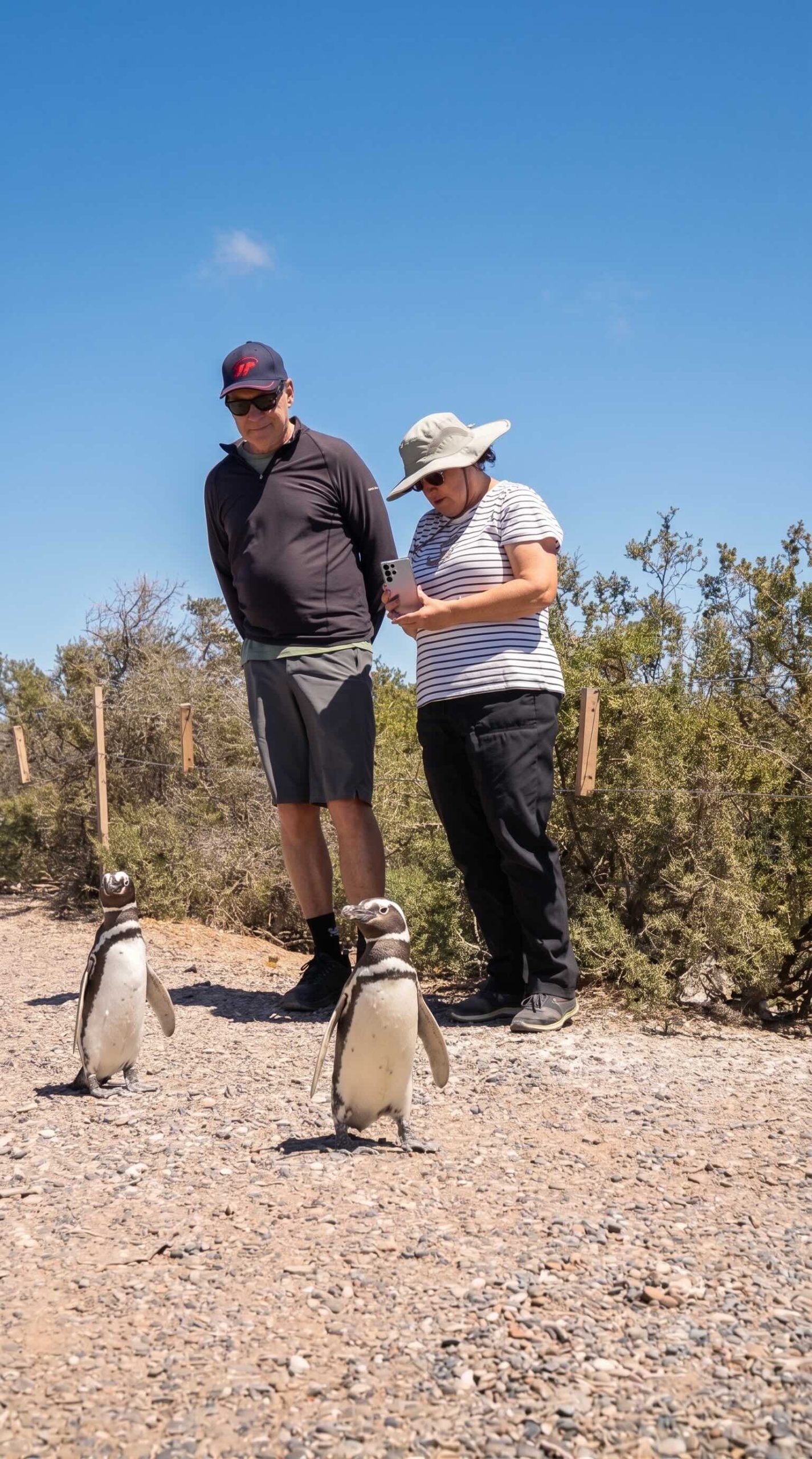 Pingüinos de Magallanes en Punta Tombo