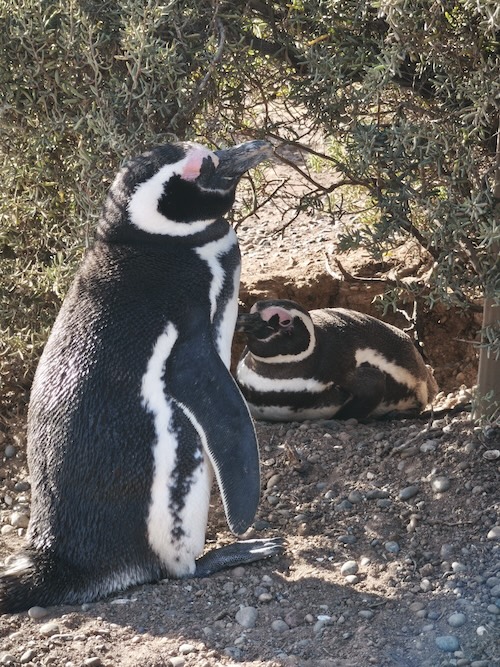 pinguinos-punta-tombo-pareja
