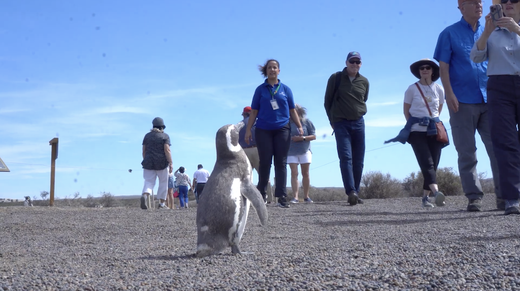 punta-tombo-turistas
