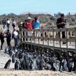 punta-tombo-temporada26-27