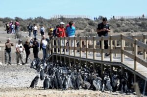 punta-tombo-temporada26-27