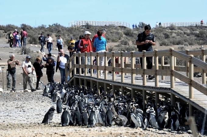 punta-tombo-temporada26-27